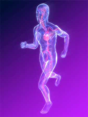 simsearch:400-04189840,k - 3d rendered illustration of a transparent running man with vascular system and highlighted heart Foto de stock - Super Valor sin royalties y Suscripción, Código: 400-04103620