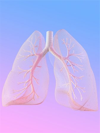 3d rendered anatomy illustration of a human lung with bronchi Photographie de stock - Aubaine LD & Abonnement, Code: 400-04103622