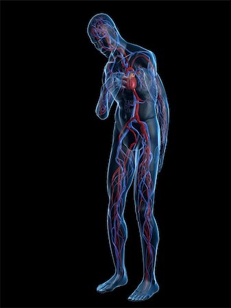 simsearch:400-04189840,k - 3d rendered illustration of a transparent male body with vascular system and cardiac pain Foto de stock - Super Valor sin royalties y Suscripción, Código: 400-04103631