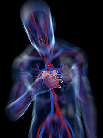 simsearch:400-04595056,k - 3d rendered illustration of a transparent human body with vascular system and cardiac pain Photographie de stock - Aubaine LD & Abonnement, Code: 400-04103645