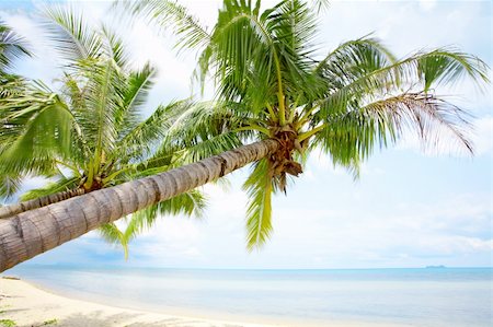 simsearch:400-04243517,k - View of nice tropical empty sandy beach with some palm Foto de stock - Super Valor sin royalties y Suscripción, Código: 400-04114255