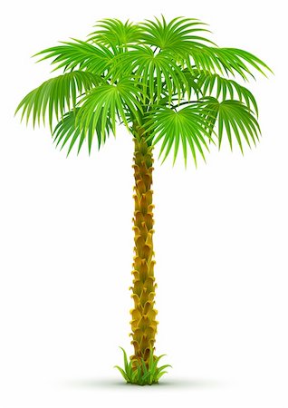 pic palm tree beach big island - tropical palm tree with green leaves isolated - vector illustration Photographie de stock - Aubaine LD & Abonnement, Code: 400-04114362