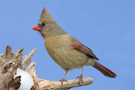 simsearch:400-04553192,k - Female Northern Cardinal (cardinalis cardinalis) on a stump with snow and a blue sky background Foto de stock - Super Valor sin royalties y Suscripción, Código: 400-04115072