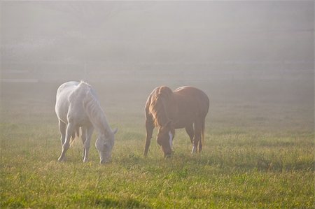 Horses in fog Stock Photo - Budget Royalty-Free & Subscription, Code: 400-04115385