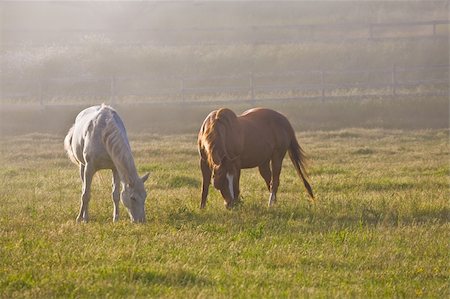 Horses in fog Stock Photo - Budget Royalty-Free & Subscription, Code: 400-04115386