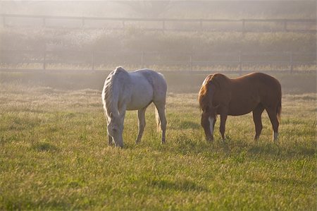 Horses in fog Stock Photo - Budget Royalty-Free & Subscription, Code: 400-04115387