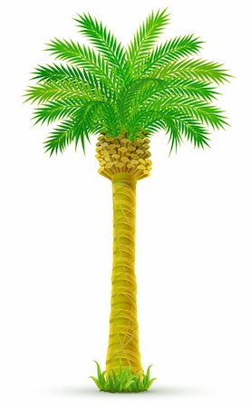 pic palm tree beach big island - tropical palm tree with green leaves isolated - vector illustration Photographie de stock - Aubaine LD & Abonnement, Code: 400-04115382