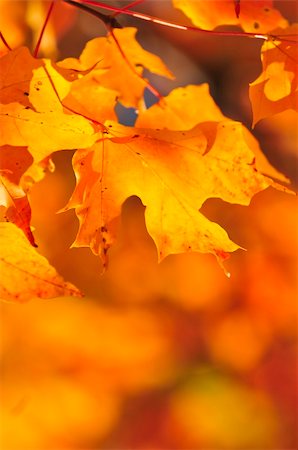 simsearch:400-04436466,k - Red and orange fall maple tree leaves Stock Photo - Budget Royalty-Free & Subscription, Code: 400-04115417