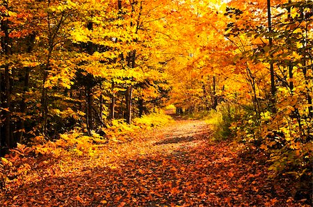 simsearch:400-04436466,k - Colorful fall forest on a warm autumn day Stock Photo - Budget Royalty-Free & Subscription, Code: 400-04115424