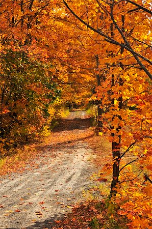simsearch:400-04436466,k - Colorful fall forest on a warm autumn day Stock Photo - Budget Royalty-Free & Subscription, Code: 400-04115420