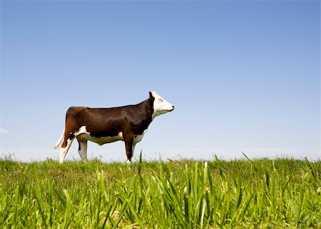 Dutch cow in the meadow Stock Photo - Budget Royalty-Free & Subscription, Code: 400-04115531