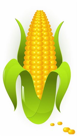 simsearch:824-07310382,k - Vector images of corn Stockbilder - Microstock & Abonnement, Bildnummer: 400-04116126