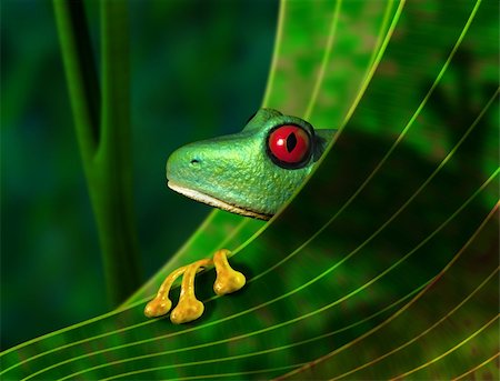 rana dagli occhi rossi - Illustration of an endangered red eyed tree frog peering from behind a leaf in the rainforest Fotografie stock - Microstock e Abbonamento, Codice: 400-04116132