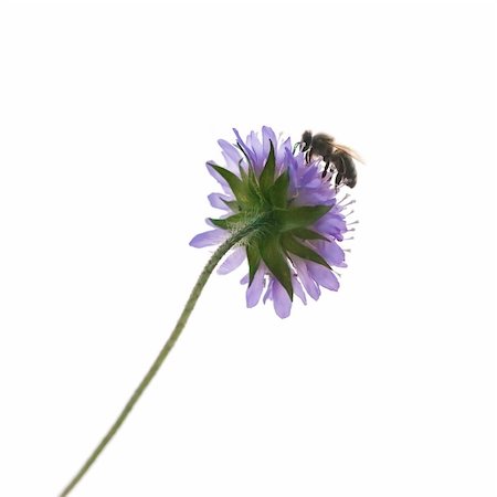 simsearch:400-04072806,k - A photography of a single isolated bee on a flower Photographie de stock - Aubaine LD & Abonnement, Code: 400-04116426