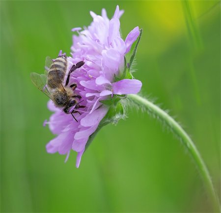 simsearch:400-04072806,k - A photography of a single bee on a flower Photographie de stock - Aubaine LD & Abonnement, Code: 400-04116427
