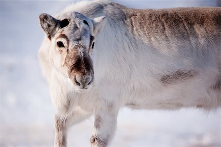 simsearch:6119-07943721,k - A wild reindeer on the island of Spitsbergen, Svalbard, Norway Stock Photo - Budget Royalty-Free & Subscription, Code: 400-04116634