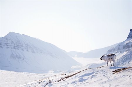 simsearch:6119-07943721,k - A wild raindeer against a desolate winter landscape, Svalbard, Norway Stock Photo - Budget Royalty-Free & Subscription, Code: 400-04116635