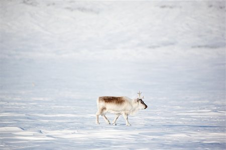 simsearch:400-05140080,k - A reindeer on the island of Spitsbergen, Svalbard, Norway Fotografie stock - Microstock e Abbonamento, Codice: 400-04116633