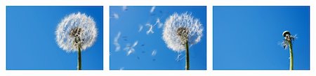 Triptych with the sequence of a dandelion seeds flying in the wind. Blue sky background. Useful for spring themes or - time passing by - concepts. Space for copy. Stock Photo - Budget Royalty-Free & Subscription, Code: 400-04117214