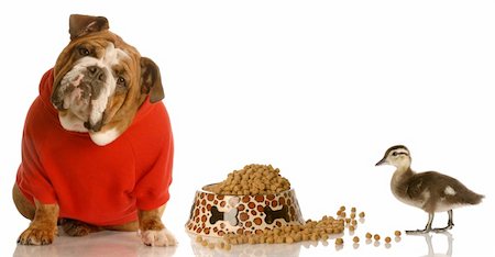 dog with red sweater wondering why he has to share his food with a duck Stock Photo - Budget Royalty-Free & Subscription, Code: 400-04117365