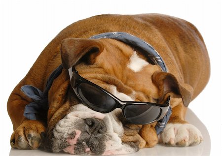 simsearch:400-04575931,k - english bulldog wearing blue handkerchief and cool glasses Photographie de stock - Aubaine LD & Abonnement, Code: 400-04117366