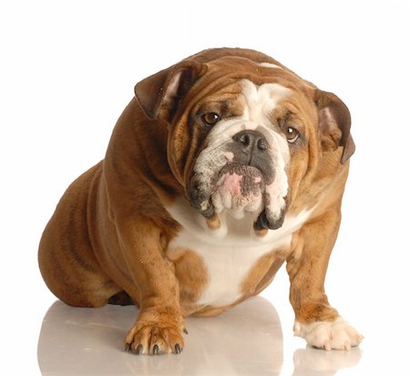 simsearch:400-07628560,k - english bulldog sitting with guilty looking expression Foto de stock - Super Valor sin royalties y Suscripción, Código: 400-04117368