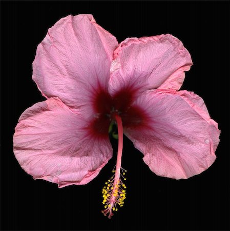 Bird's eye view of pink candy hibiscus flower isolated on black background Stockbilder - Microstock & Abonnement, Bildnummer: 400-04117370