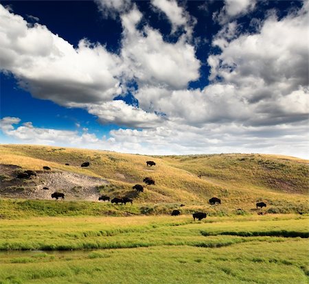 The scenery along the Yellowstone River in Yellowstone National Park Foto de stock - Super Valor sin royalties y Suscripción, Código: 400-04117382