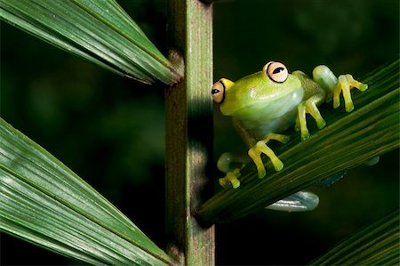 simsearch:400-04707951,k - green tree frog Hypsiboas cinerascens on a palm leaf in Bolivia Stock Photo - Budget Royalty-Free & Subscription, Code: 400-04117433