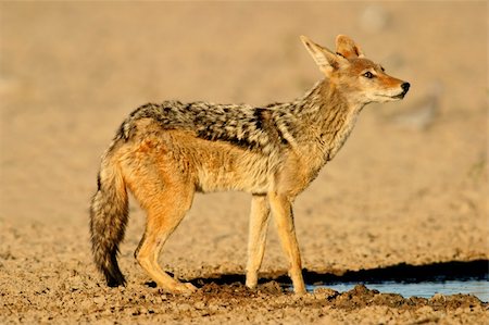 A black-backed Jackal (Canis mesomelas) drinking water, Kalahari desert, South Africa Stock Photo - Budget Royalty-Free & Subscription, Code: 400-04118135