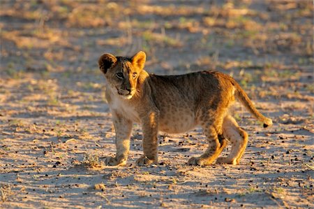 simsearch:400-04974281,k - Small lion cub (Panthera leo) in early morning light, Kalahari desert, South Africa Stock Photo - Budget Royalty-Free & Subscription, Code: 400-04118144