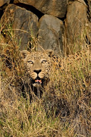simsearch:400-03909558,k - Male leopard (Panthera pardus) hiding among tall grass, Namibia, southern Africa Fotografie stock - Microstock e Abbonamento, Codice: 400-04118145