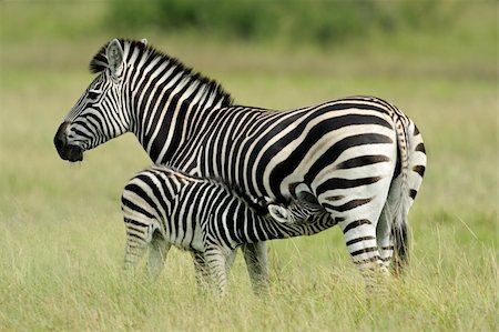 simsearch:400-03939094,k - Plains (Burchell's) Zebra (Equus quagga) mare with foal, Etosha National Park, Namibia, southern Africa Stockbilder - Microstock & Abonnement, Bildnummer: 400-04118149