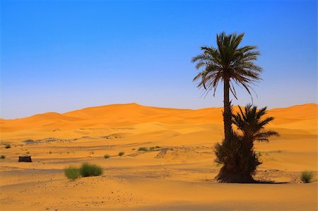 simsearch:400-04586460,k - palm tree on Sahara desert (Erg Chebbi, Morocco) Stock Photo - Budget Royalty-Free & Subscription, Code: 400-04118579