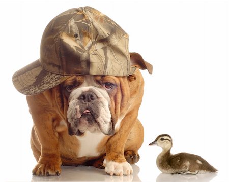 english bulldog with hunting hat sitting beside a baby mallard duck Stock Photo - Budget Royalty-Free & Subscription, Code: 400-04118614