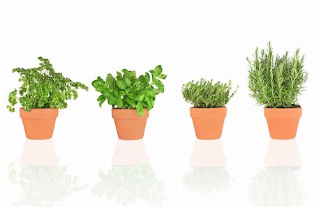 simsearch:400-04118662,k - Parsley, basil, thyme and rosemary herbs growing in teracotta pots, isolated over white background. Photographie de stock - Aubaine LD & Abonnement, Code: 400-04118664