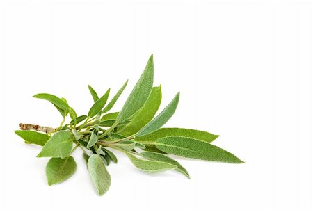 salvia - Sage herb leaves isolated over white background. Stock Photo - Budget Royalty-Free & Subscription, Code: 400-04118662