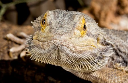 Bearded Dragon looking forwards on brown bark Stock Photo - Budget Royalty-Free & Subscription, Code: 400-04119512