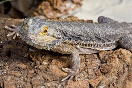 Bearded Dragon looking forwards on brown bark Stock Photo - Budget Royalty-Free & Subscription, Code: 400-04119513