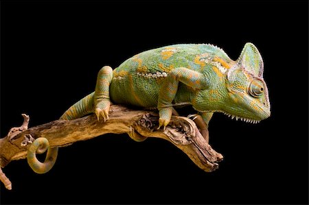 simsearch:400-04000990,k - Close up of a Yemen/Veiled Chameleon on a branch against a black background Stock Photo - Budget Royalty-Free & Subscription, Code: 400-04119545