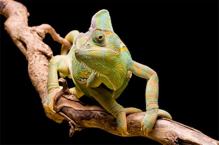 simsearch:400-04000990,k - Close up of a Yemen/Veiled Chameleon on a branch against a black background Stock Photo - Budget Royalty-Free & Subscription, Code: 400-04119547