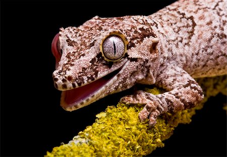 Close up of a Gargoyle Gecko on a green mossy branch against a black background Photographie de stock - Aubaine LD & Abonnement, Code: 400-04119549