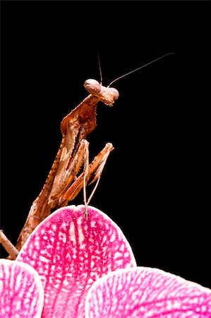 Close up of a Peacock Praying Mantis against a black background Stock Photo - Budget Royalty-Free & Subscription, Code: 400-04119540