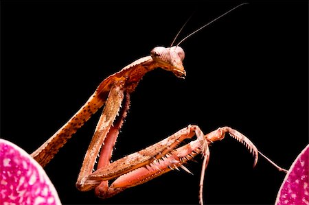 Close up of a Peacock Praying Mantis against a black background Stock Photo - Budget Royalty-Free & Subscription, Code: 400-04119541