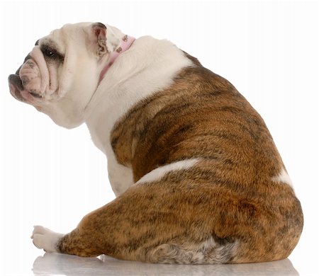 fat dog - english bulldog sitting with backside to the camera Stock Photo - Budget Royalty-Free & Subscription, Code: 400-04119596