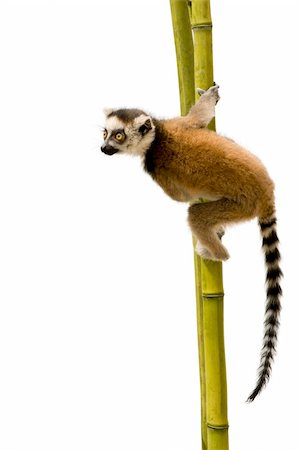 Ring-tailed Lemur (6 weeks) - Lemur catta in front of a white background Photographie de stock - Aubaine LD & Abonnement, Code: 400-04119834