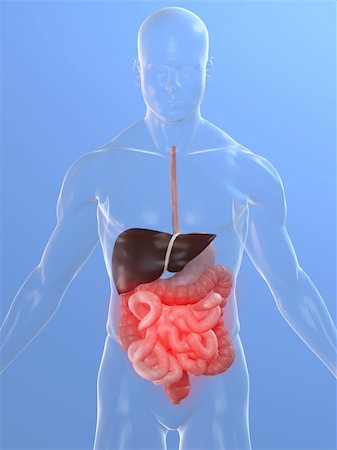 3d rendered illustration of a transparent body with highlighted digestive system Foto de stock - Super Valor sin royalties y Suscripción, Código: 400-04110245