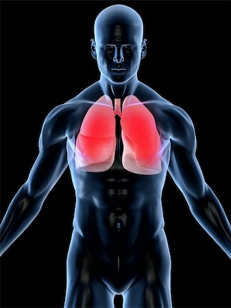 3d rendered illustration of a transparent body with highlighted lung Stock Photo - Budget Royalty-Free & Subscription, Code: 400-04110246