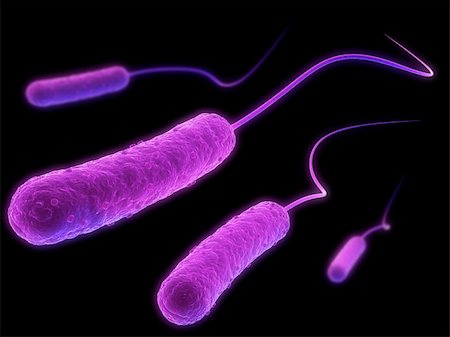 3d rendered close up of some isolated e-coli bacteria Stock Photo - Budget Royalty-Free & Subscription, Code: 400-04110247