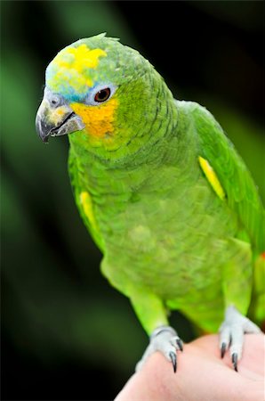 simsearch:400-04522404,k - Yellow shouldered Amazon parrot perched on hand Photographie de stock - Aubaine LD & Abonnement, Code: 400-04111115